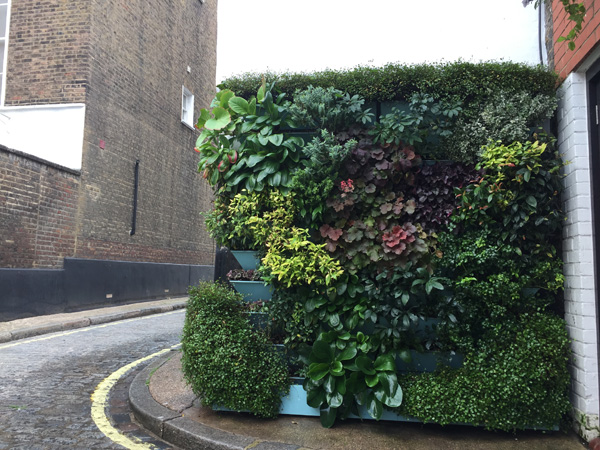 Sky Green Designs exterior living wall