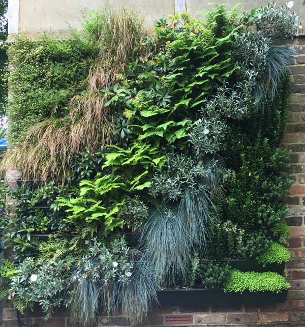 Green Walls or living walls and vertical gardens