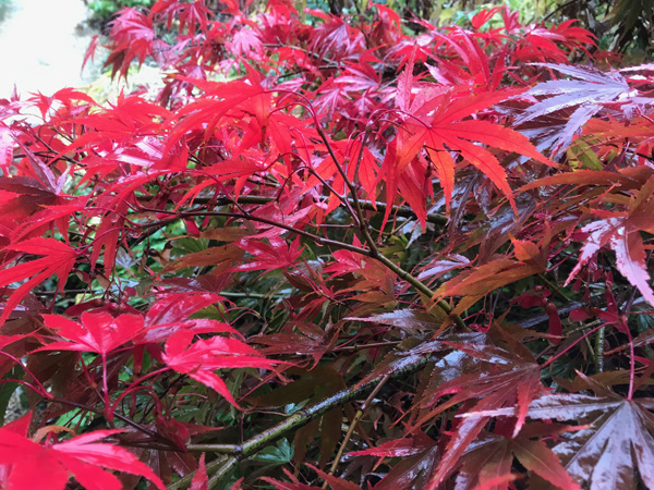 Hidcote Manor Gardens autumn colours