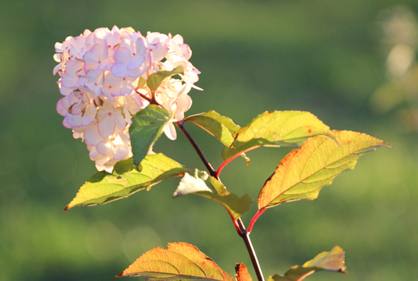 Hydrangea a great garden shrub - Beth Chatto a great gardener