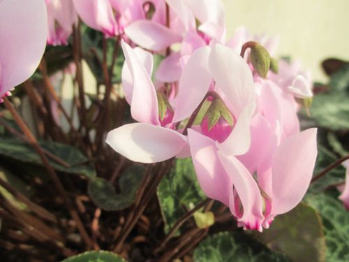 Winter Cyclamen