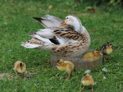 Ducks at Cowsden