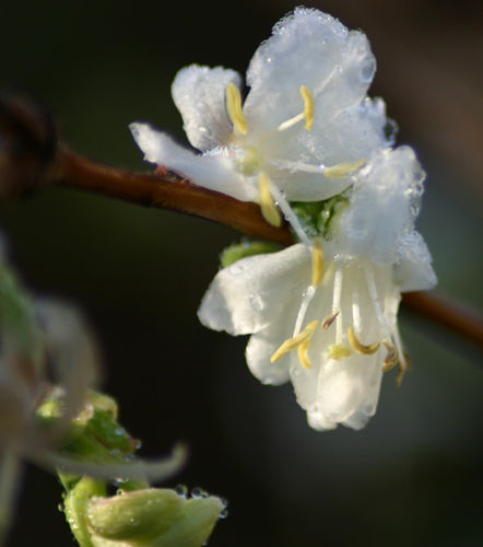 White Honeysuckle