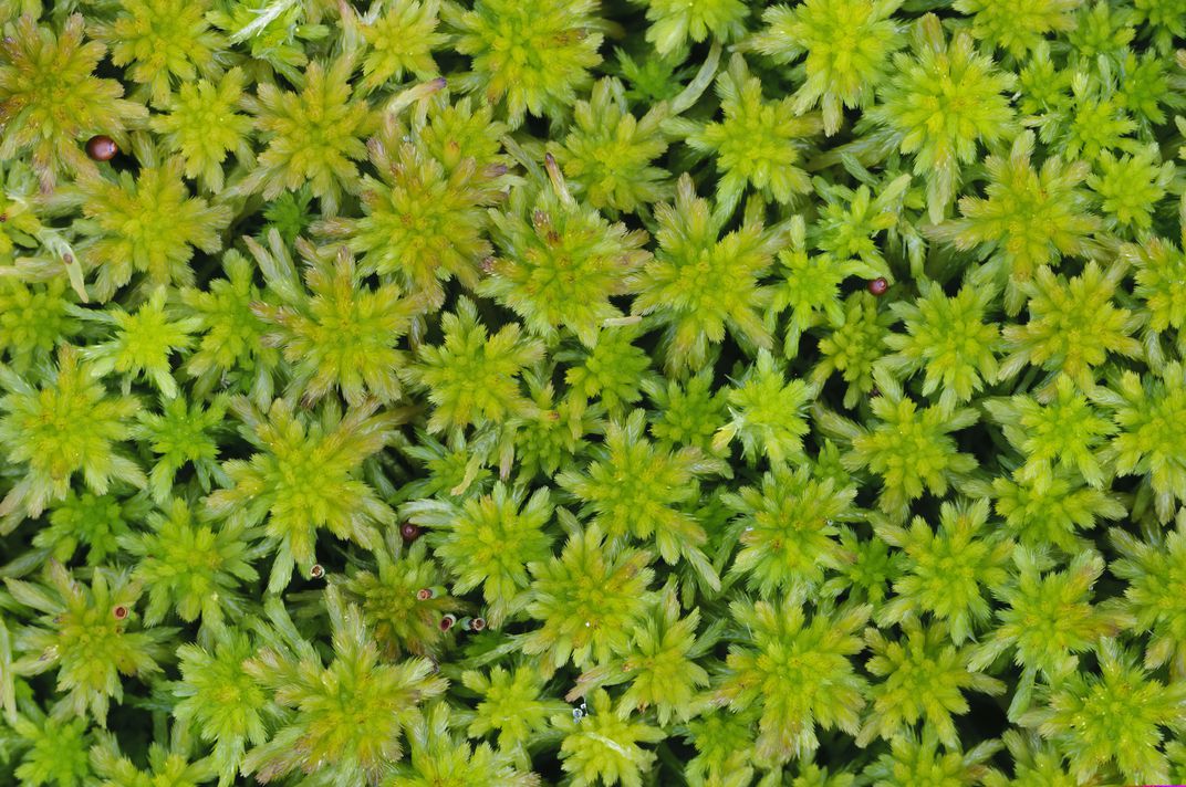 Sphagnum moss 