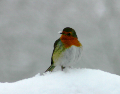 Robin in the snow