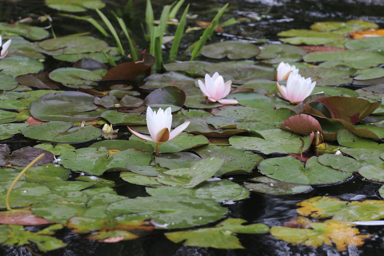 Water Lily in a water feature