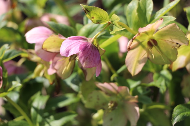 Hellebores