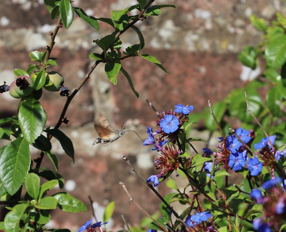 Apple Tree