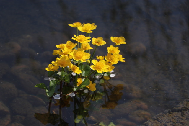 Pond Marginal Plants