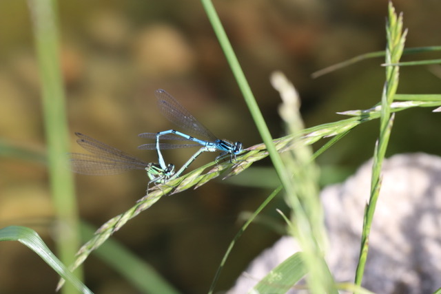 Wildlife in the Pond