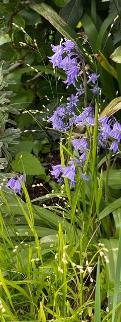 Bluebell