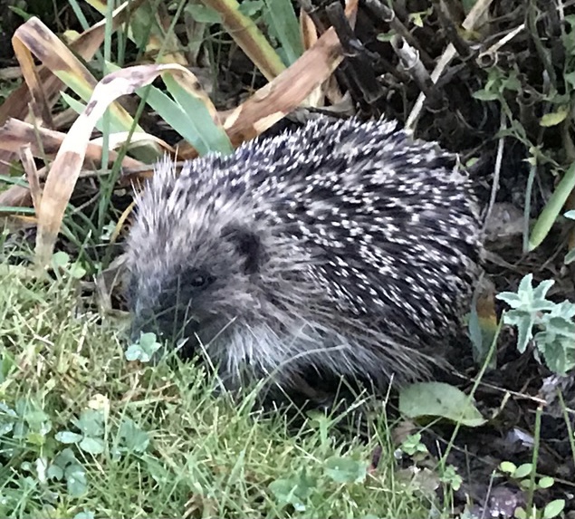 Hedgehog