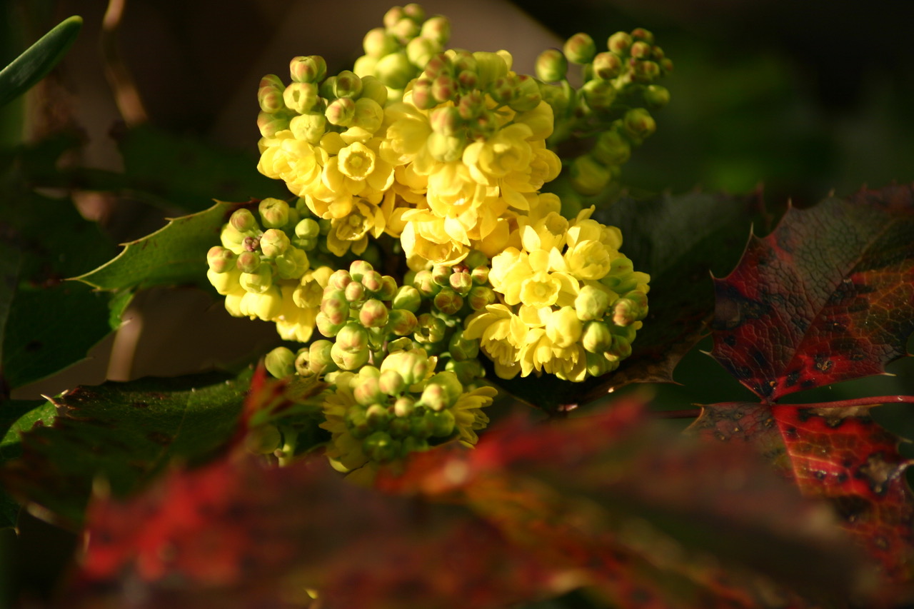 Mahonia