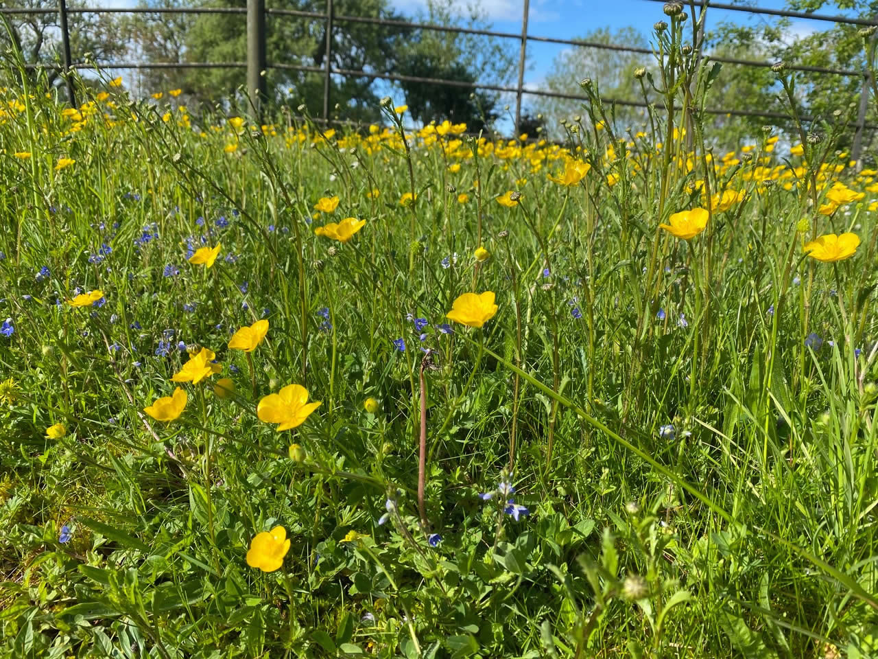 Wild Flowers