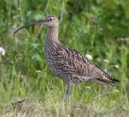 Curlew