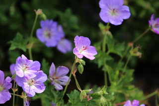 Geranium